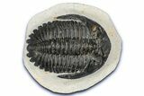 Hollardops Trilobite Fossil - Orange Eye Facets #357349-2